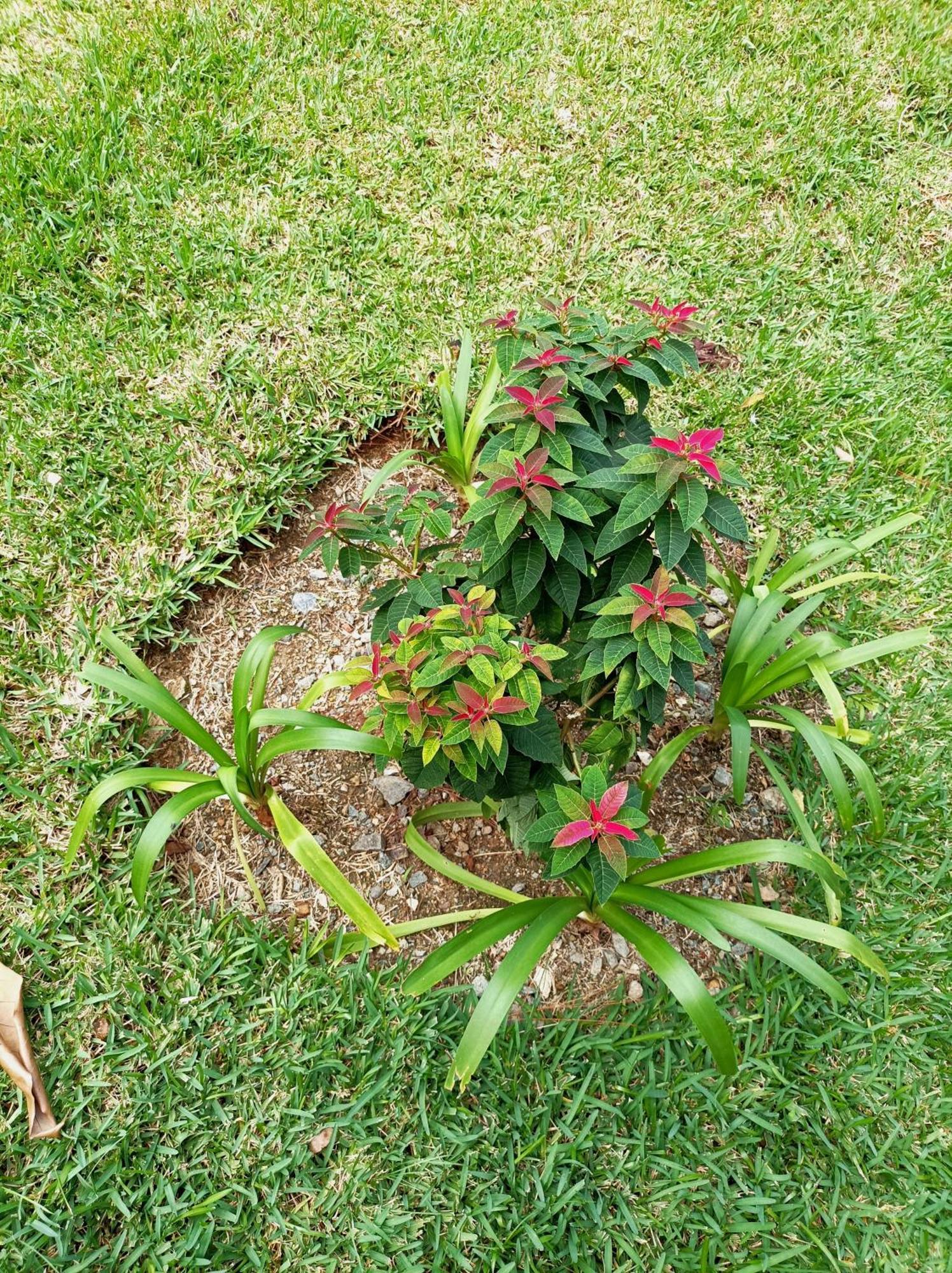 Mi Hogar Jarabacoa Daire Dış mekan fotoğraf